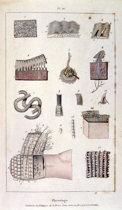 Ilustracja botaniczna i zoologiczna autorstwa F. E. Guerin. Z Dictionnaire pittoresque d