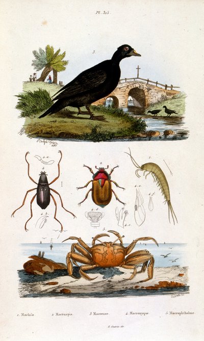 Ilustracja botaniczna i zoologiczna autorstwa F. E. Guerin. Z Dictionnaire pittoresque d