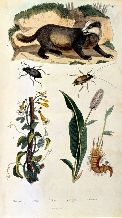 Ilustracja botaniczna i zoologiczna autorstwa F. E. Guerin. Z Dictionnaire pittoresque d