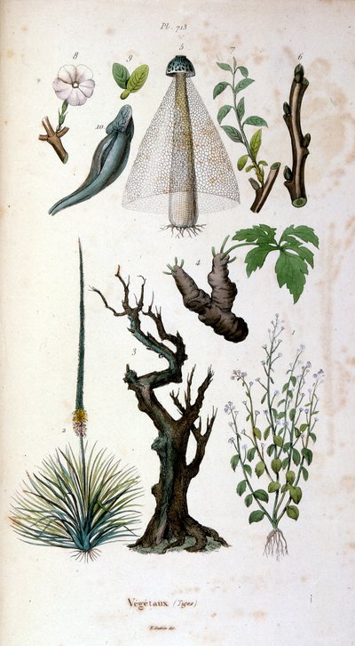 Ilustracja botaniczna i zoologiczna autorstwa F. E. Guerin. Z Dictionnaire pittoresque d