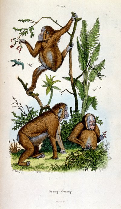 Ilustracja botaniczna i zoologiczna autorstwa F. E. Guerin. Z Dictionnaire pittoresque d