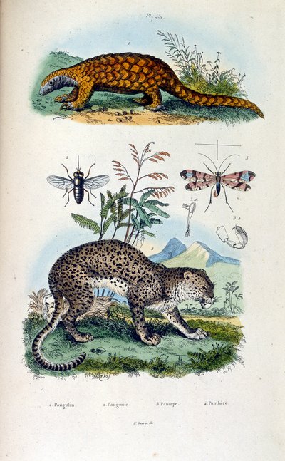 Ilustracja botaniczna i zoologiczna autorstwa F. E. Guerin. Z Dictionnaire pittoresque d