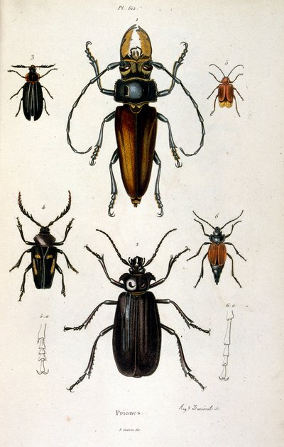 Ilustracja botaniczna i zoologiczna autorstwa F. E. Guerin. Z Dictionnaire pittoresque d