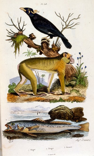Ilustracja botaniczna i zoologiczna autorstwa F. E. Guerin. Z Dictionnaire pittoresque d