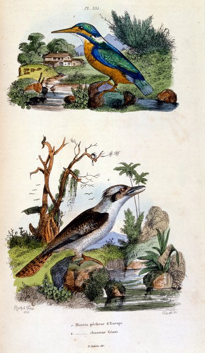 Ilustracja botaniczna i zoologiczna autorstwa F. E. Guerin. Z Dictionnaire pittoresque d