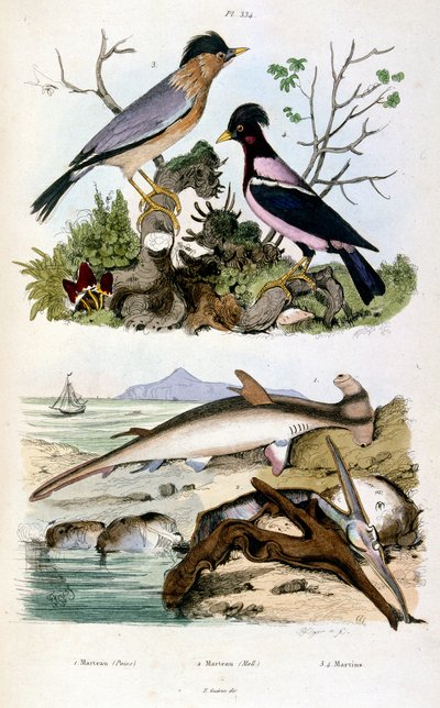 Ilustracja botaniczna i zoologiczna autorstwa F. E. Guerin. Z Dictionnaire pittoresque d
