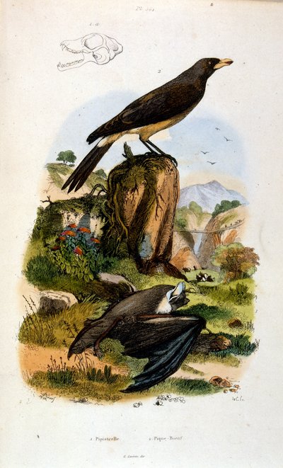 Ilustracja botaniczna i zoologiczna autorstwa F. E. Guerin. Z Dictionnaire pittoresque d