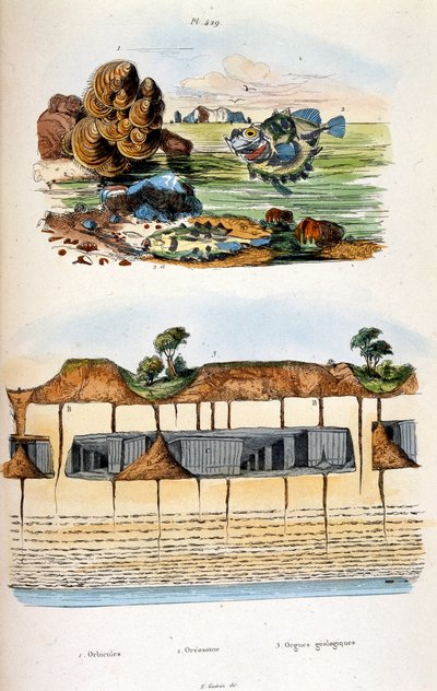 Ilustracja botaniczna i zoologiczna autorstwa F. E. Guerin. Z Dictionnaire pittoresque d