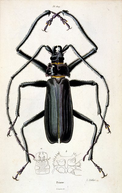 Ilustracja botaniczna i zoologiczna autorstwa F. E. Guerin. Z Dictionnaire pittoresque d