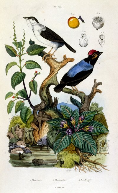 Ilustracja botaniczna i zoologiczna autorstwa F. E. Guerin. Z Dictionnaire pittoresque d