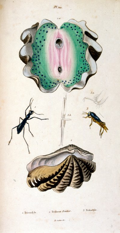 Ilustracja botaniczna i zoologiczna autorstwa F. E. Guerin. Z Dictionnaire pittoresque d