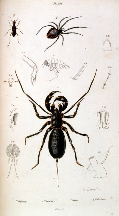 Ilustracja botaniczna i zoologiczna autorstwa F. E. Guerin. Z Dictionnaire pittoresque d