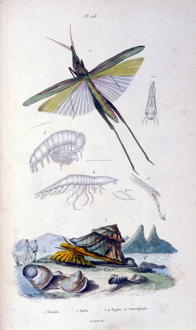 Ilustracja botaniczna i zoologiczna autorstwa F. E. Guerin. Z Dictionnaire pittoresque d