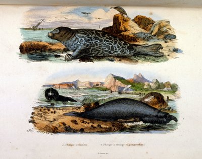 Ilustracja botaniczna i zoologiczna autorstwa F. E. Guerin. Z Dictionnaire pittoresque d