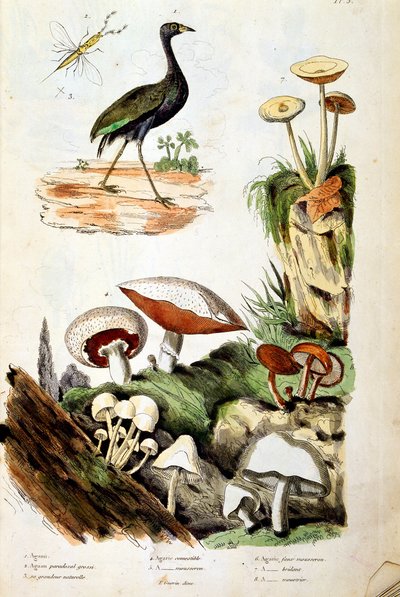 Ilustracja botaniczna i zoologiczna autorstwa F. E. Guerin. Z Dictionnaire pittoresque d