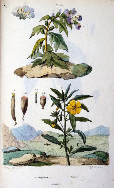 Ilustracja botaniczna i zoologiczna autorstwa F. E. Guerin. Z Dictionnaire pittoresque d