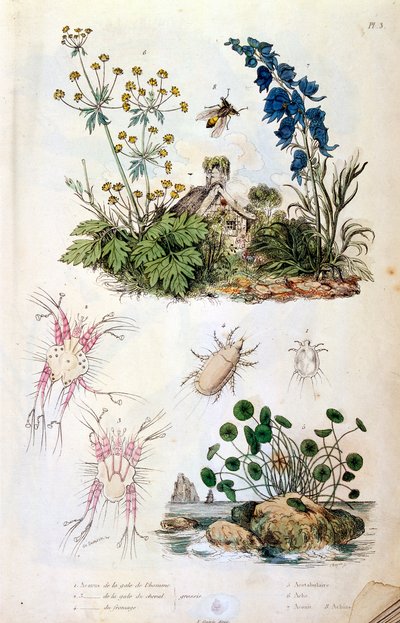 Ilustracja botaniczna i zoologiczna autorstwa F. E. Guerin. Z Dictionnaire pittoresque d