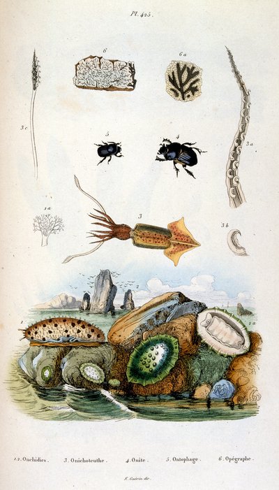 Ilustracja botaniczna i zoologiczna autorstwa F. E. Guerin. Z Dictionnaire pittoresque d