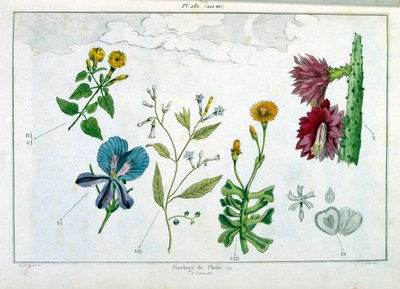 Ilustracja botaniczna autorstwa F. E. Guerin. Z Dictionnaire pittoresque d