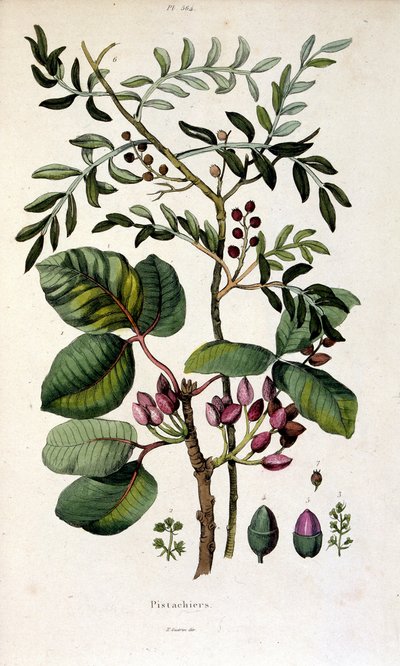 Ilustracja botaniczna autorstwa F. E. Guerin. Z Dictionnaire pittoresque d