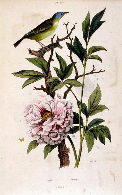 Ilustracja botaniczna autorstwa F. E. Guerin. Z Dictionnaire pittoresque d