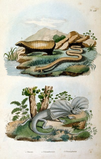 Chlamyphoridae to rodzina ssaków z rodziny kózkowatych. Podczas gdy glyptodonty były tradycyjnie uważane za kręgowce z grupy macierzystej poza grupą, która obejmuje współczesne pancerniki autorstwa Felix-Edouard Guerin