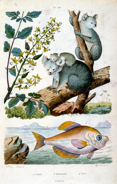 Miś koala i ryba. Ilustracja botaniczna i zoologiczna autorstwa F. E. Guerin. Z Dictionnaire pittoresque d