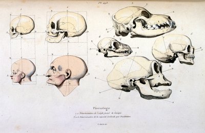 Frenologia (anatomiczna), ilustracja autorstwa F. E. Guerin. Z Dictionnaire pittoresque d