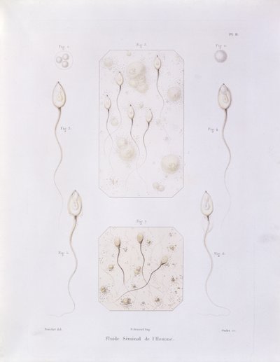 Płyn nasienny, z Theorie Positive de lOvulation Spontanee et de la Fecondation des Mammiferes et de lEspece Humaine autorstwa Felix-Archimede Pouchet (1800-72), ryty przez Oudeta, Paryż, 1847 (kolor eng. autorstwa Felix Archimede Pouchet