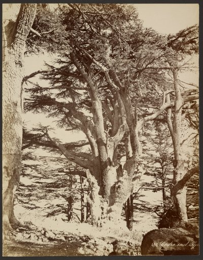  autorstwa Félix Bonfils