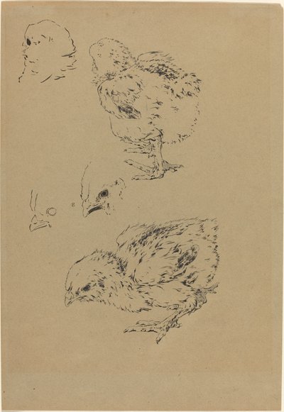 Pisklęta autorstwa Felix Bracquemond