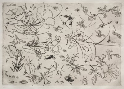 Serwis obiadowy (usługa Rousseau): Kwiaty i owady (nr 15) autorstwa Felix Bracquemond