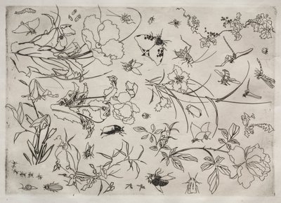 Serwis obiadowy Serwis Rousseau: Kwiaty i Owady nr. 15, 1866. autorstwa Felix Bracquemond