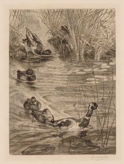 Bawiące się kaczki, ok. 1870. autorstwa Felix Bracquemond