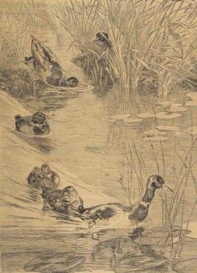 Igraszki kaczki, 1850-1914. autorstwa Felix Bracquemond