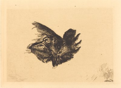 Głowa Koguta autorstwa Felix Bracquemond