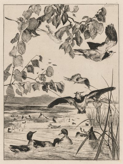 Czajki i Cyraneczki, 1862. autorstwa Felix Bracquemond