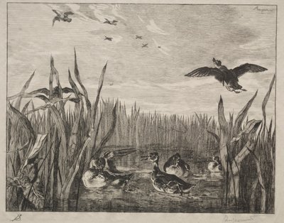 Turkusowy, 1853. autorstwa Felix Bracquemond