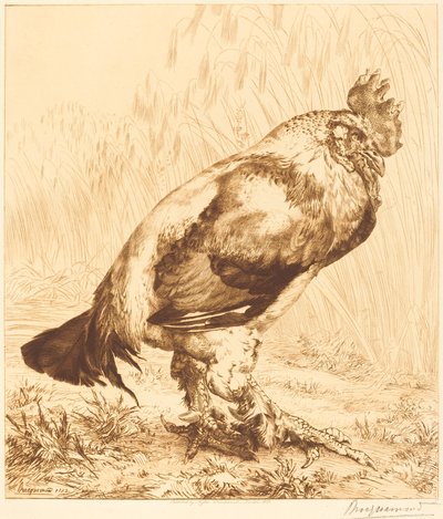 Stary Kutas autorstwa Felix Bracquemond
