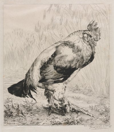 Stary Kutas autorstwa Felix Bracquemond