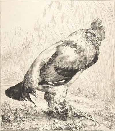 Stary kogut, 1882. autorstwa Felix Bracquemond