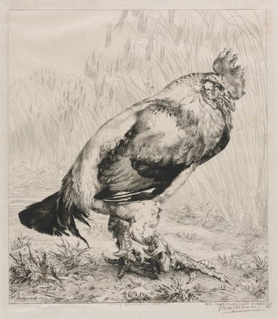 Stary kogut, 1882. autorstwa Felix Bracquemond