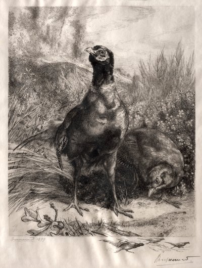 Bażanty, 1899. autorstwa Felix Bracquemond