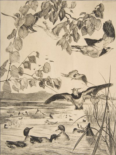 Czajki i Sarcelles, 1862. autorstwa Felix Bracquemond