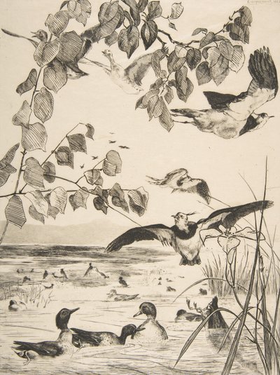 Czajki i Sarcelles, 1862. autorstwa Felix Bracquemond