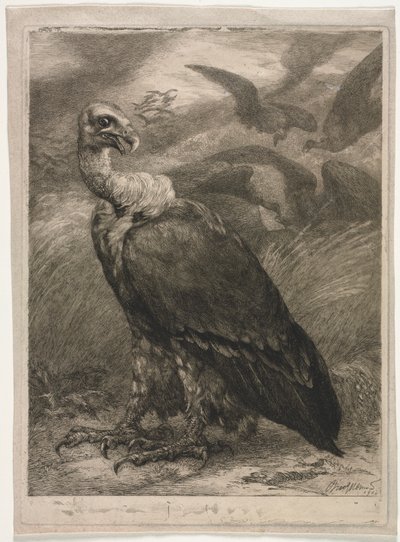 Sęp autorstwa Felix Bracquemond