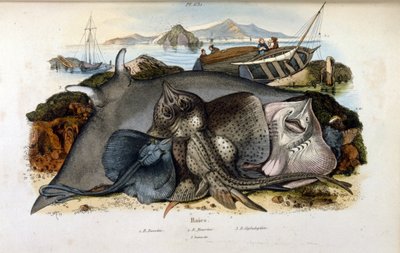 Ilustracja ryby Manta Ray. (chromolitografia z Malowniczego słownika historii naturalnej i zjawisk naturalnych autorstwa Felixa-Edouarda Guerin autorstwa Felix Edouard Guerin