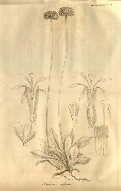 To jest tab. 28 z tomu X Transactions of the Linnean Society of London, opublikowanej w 1811 r. autorstwa Ferdinand Bauer