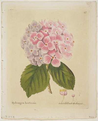 Schonbluhende Hydrangia, z Ikon roślin z ich owocami i zastosowaniami w Medico-Economico-Technologica, 1804 (ręcznie kolorowane grawerowanie) autorstwa Ferdinand Bernhard Vietz