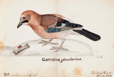Sójka euroazjatycka autorstwa Ferdinand von Wright